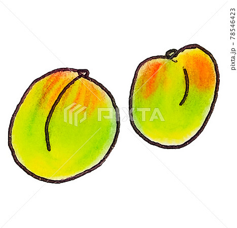 色鉛筆手書きの梅のイラスト素材