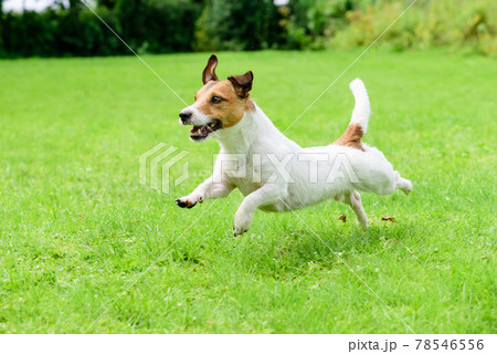 Happy dog pet running on a green grass lawn 78546556