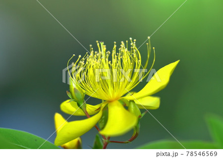 金糸のような長い雄しべの花 78546569