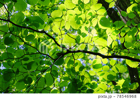 ヤマボウシの葉(ミズキ科) ヤマボウシの葉(ミズキ科) 78546968