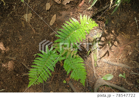 震生湖の足もとのシダ 78547722