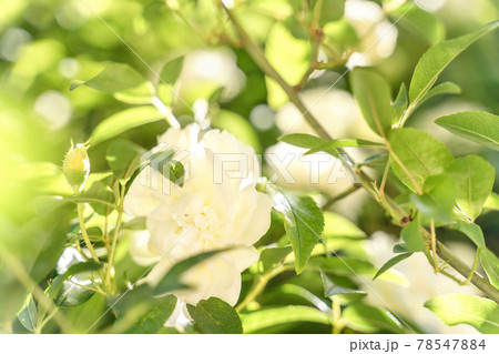 Close up blossoming white rose flowers on defocused natural leaves backdrop. Selective focus. Close up blossoming white rose flowers on defocused natural leaves backdrop. Selective focus. 78547884
