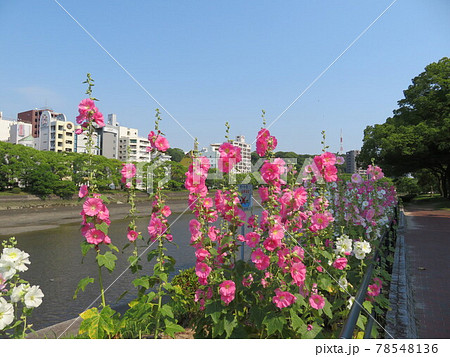 京橋川沿いに咲く立葵と比治山を望む 78548136