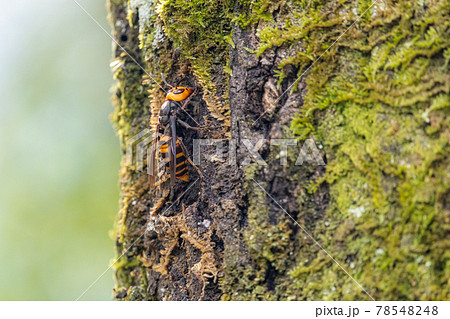 クヌギにとまるオオスズメバチ 78548248