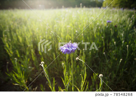 明るく輝くヤグルマギクの花 明るく輝くヤグルマギクの花 78548268