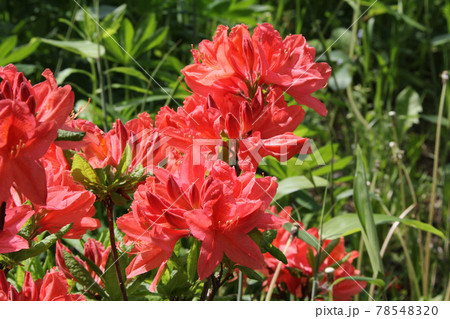 エゾヤマツツジ　蝦夷山躑躅　ヤマツツジ 78548320