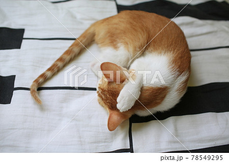 cat is napping on the bed 78549295