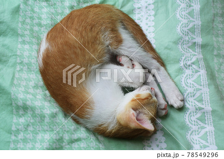 cat is napping on the bed cat is napping on the bed 78549296