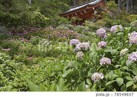 三室戸寺の紫陽花 78549637