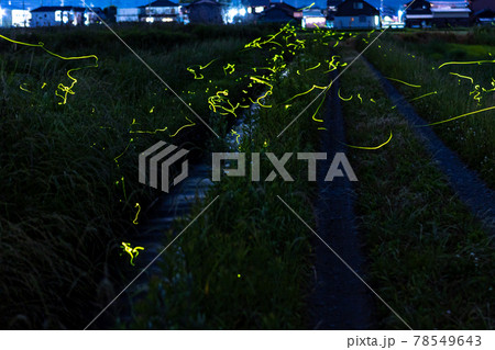 滋賀県高島市のホタル乱舞 78549643