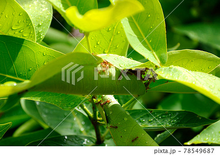 Red ant's nest on tree leafs.  78549687