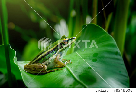 Green paddy frog in nature. Green paddy frog in nature. 78549906