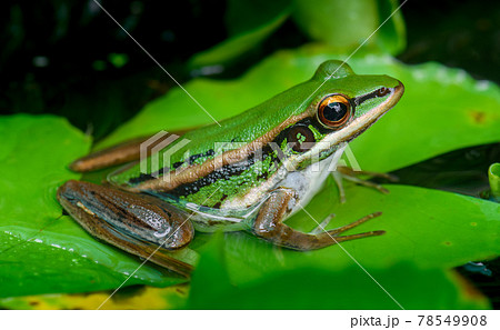 Green paddy frog in nature. 78549908
