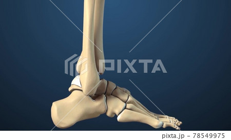 bones of isolated foot and ankle joint medical illustration bones of isolated foot and ankle joint medical illustration 78549975