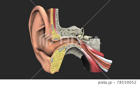 Anatomy of human ear. 78550052
