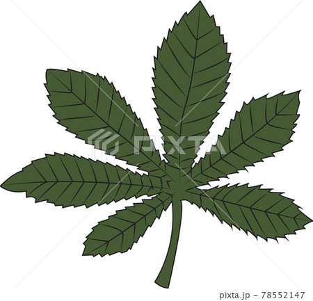 Autumn, summer green vector leaf flat illustration 78552147