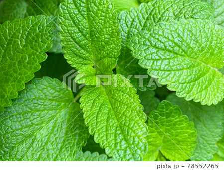 Natural background from mint branches.  Closeup of mint texture. 78552265