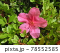 ピンク色の桜 78552585