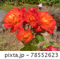 赤薔薇 78552623