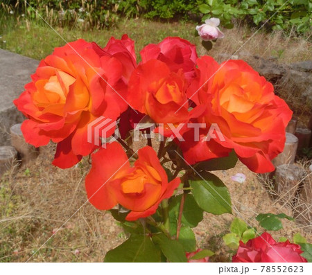 赤薔薇 赤薔薇 78552623