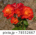 赤薔薇 78552667