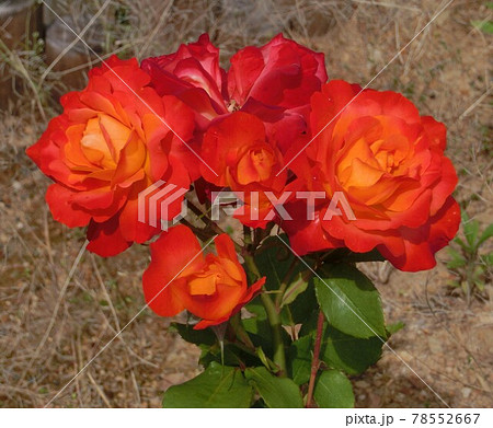 赤薔薇 赤薔薇 78552667