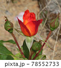 赤薔薇 78552733