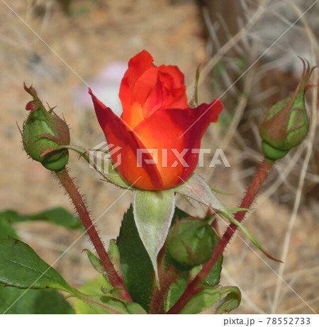 赤薔薇 78552733
