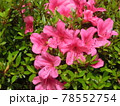 ピンク色の花 78552754