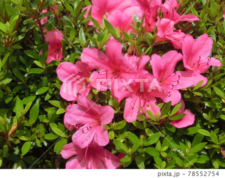 ピンク色の花 78552754
