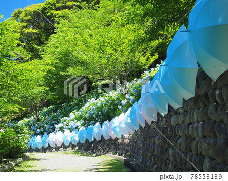 静岡県　あじさいとパラソルアート　法多山　6月 78553139