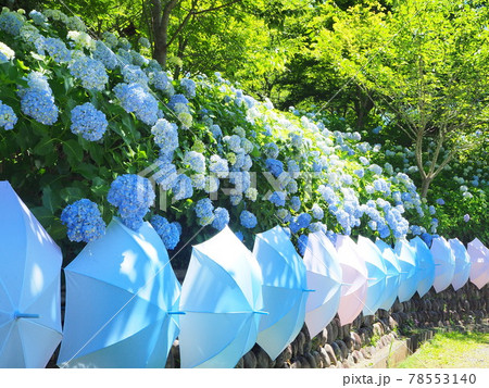 静岡県 あじさいとパラソルアート 法多山 6月 静岡県 あじさいとパラソルアート 法多山 6月 78553140