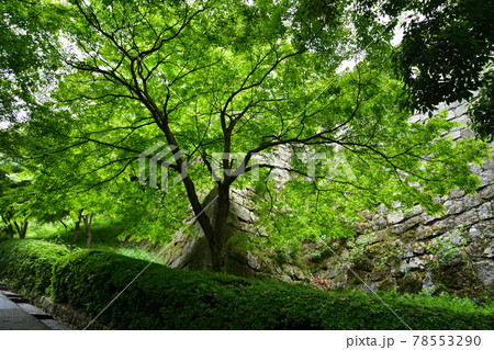 丸亀城より 丸亀城より 78553290