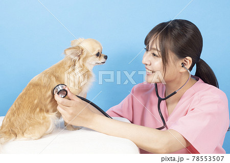 犬の診察をする女性獣医師 78553507
