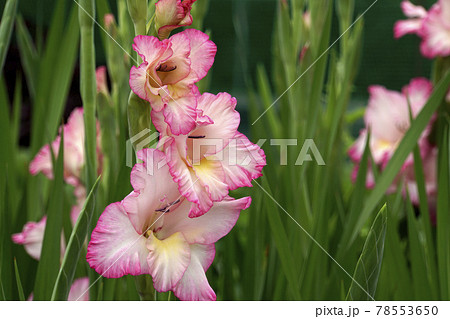 ゴージャスなピンクのフリルをまとったグラジオラスの花の写真素材