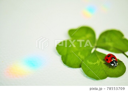 虹色の光が散った背景に四つ葉のクローバーの押し葉のうえを歩くナナホシテントウ 78553709