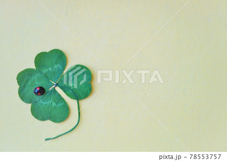 黄色い背景によつ葉のクローバーの押し花の上にいる黒と赤のダンダラテントウムシ 78553757