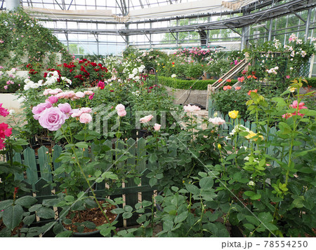 はな阿蘇美　春のバラ開花　咲き乱れる薔薇　熊本県阿蘇市小里 78554250