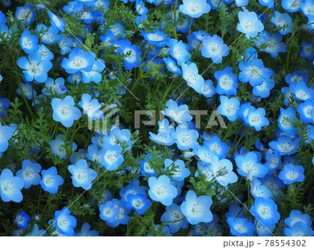 ネモフィラ 78554302