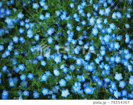 ネモフィラ 78554307