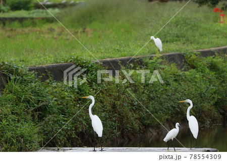 川辺の秋景色 川面に佇む白鷺 川辺の秋景色 川面に佇む白鷺 78554309