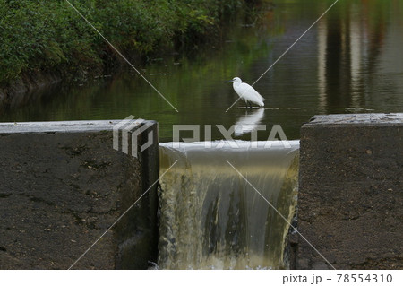 川辺の秋景色 川面に佇む白鷺 川辺の秋景色 川面に佇む白鷺 78554310