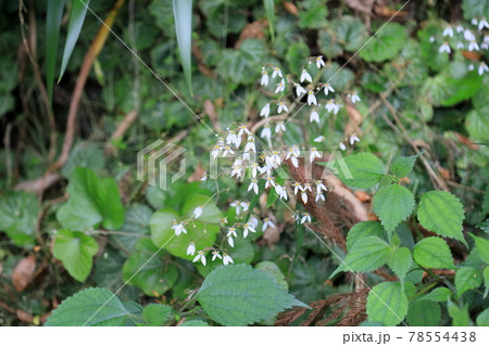 ユキノシタの花 ユキノシタの花 78554438