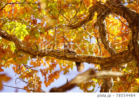 紅葉する森とエゾリス 78554464