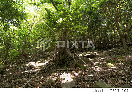 小手ノ浦倭寇城 跡地 78554507