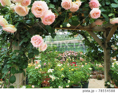 はな阿蘇美 春のバラ開花 ピエール ドゥ ロンサールと咲き乱れる薔薇 熊本県阿蘇市小里 はな阿蘇美 春のバラ開花 ピエール ドゥ ロンサールと咲き乱れる薔薇 熊本県阿蘇市小里 78554588