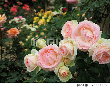 はな阿蘇美 春のバラ開花 ピエール ドゥ ロンサールと咲き乱れる薔薇 熊本県阿蘇市小里 はな阿蘇美 春のバラ開花 ピエール ドゥ ロンサールと咲き乱れる薔薇 熊本県阿蘇市小里 78554589