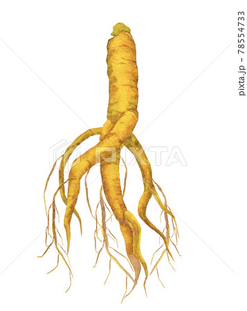高麗人参 朝鮮人参 漢方 東洋医学 妊活 水彩イラストのイラスト素材
