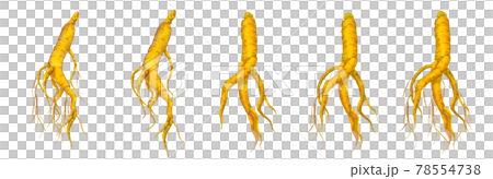 Korean ginseng, Korean ginseng, Chinese medicine, Oriental medicine, Fertility treatment, Watercolor illustration 78554738