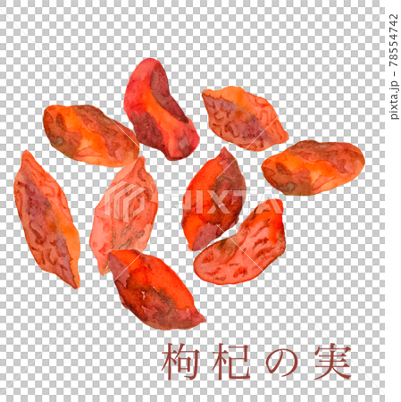枸杞の実 漢方 東洋医学 妊活 水彩イラスト 枸杞の実 漢方 東洋医学 妊活 水彩イラスト 78554742